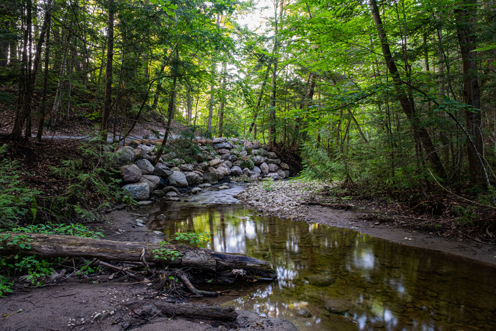 Forest stream surrounded by trees in Muskoka